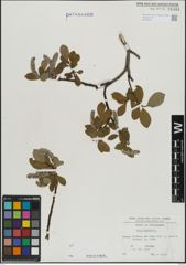 Foto von Salix hastata L.